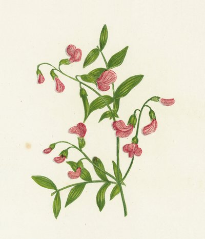 塊茎苦いベッチ、Orobus Tuberosus 作： English School